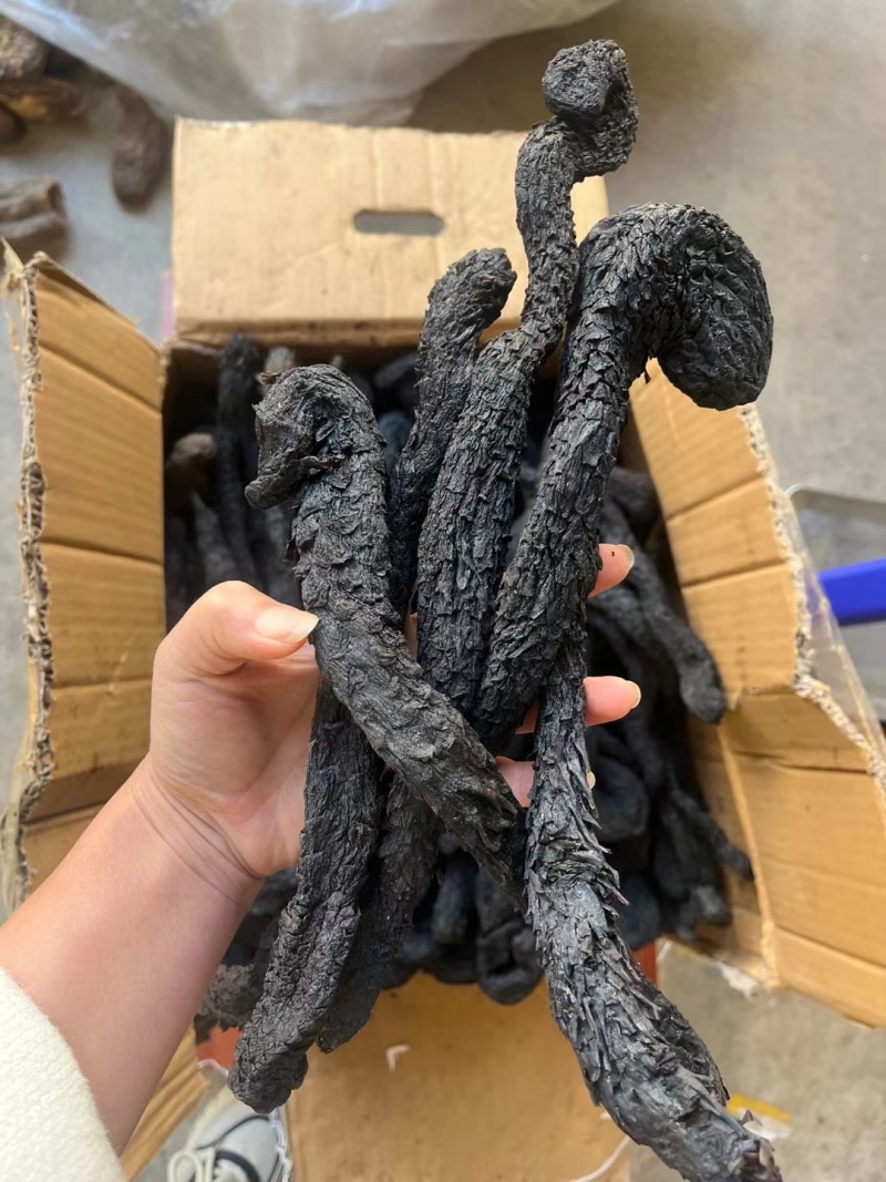 肉苁蓉，一手货源，质量保证，量大从优