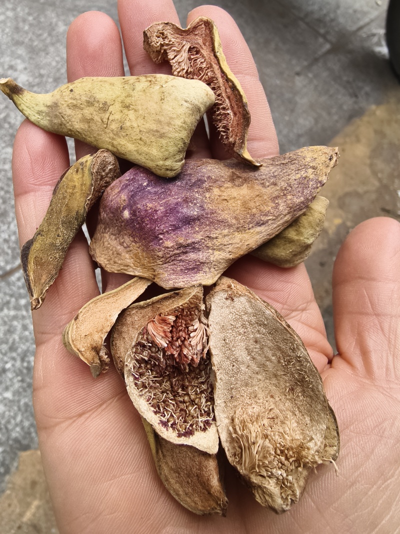 王不留行干货王不留行壳