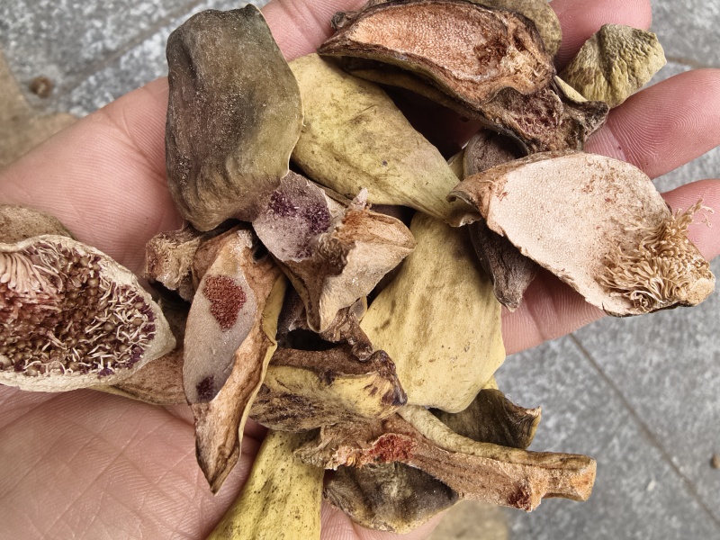 王不留行干货王不留行壳