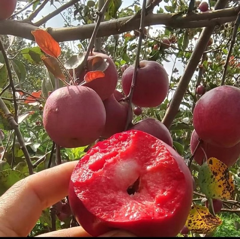 西藏苹果