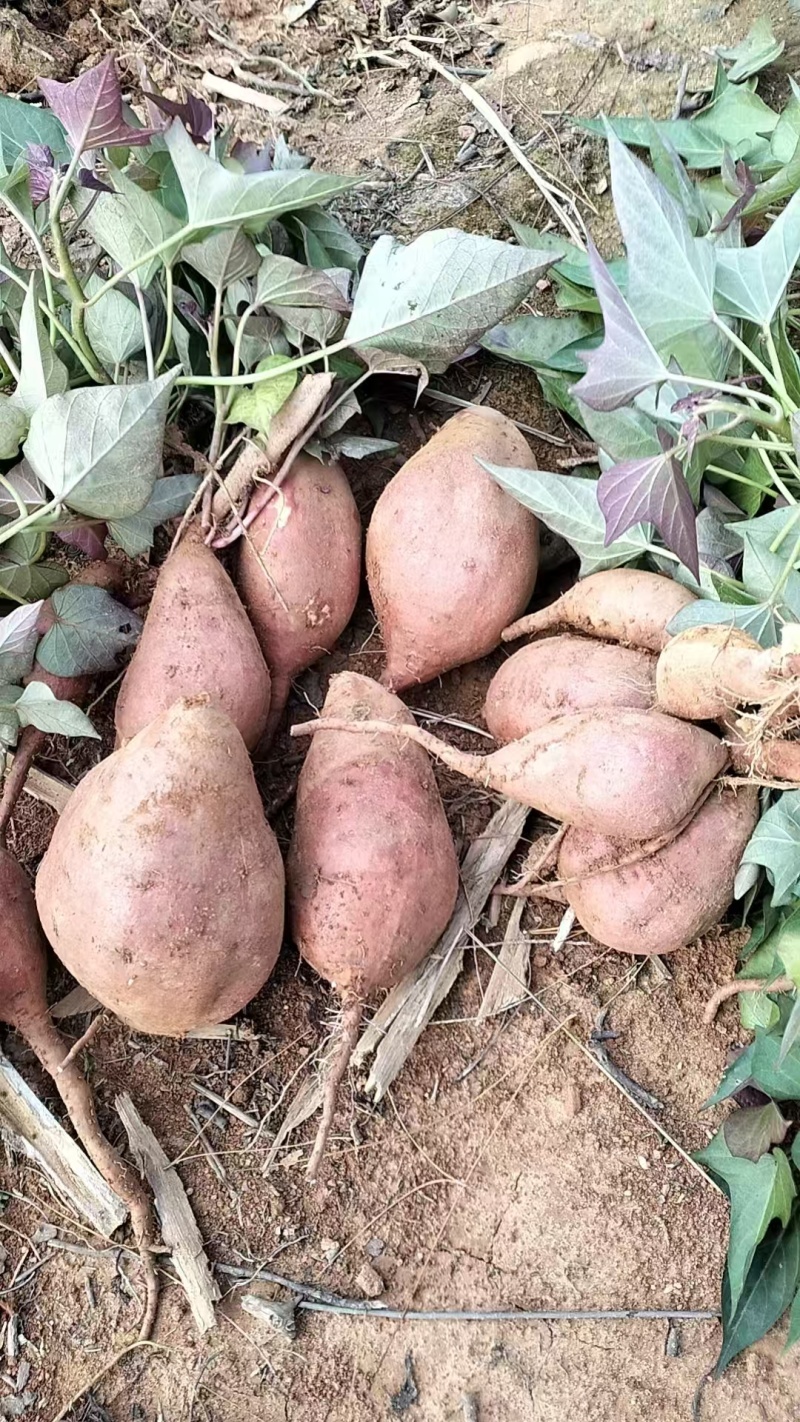 红薯