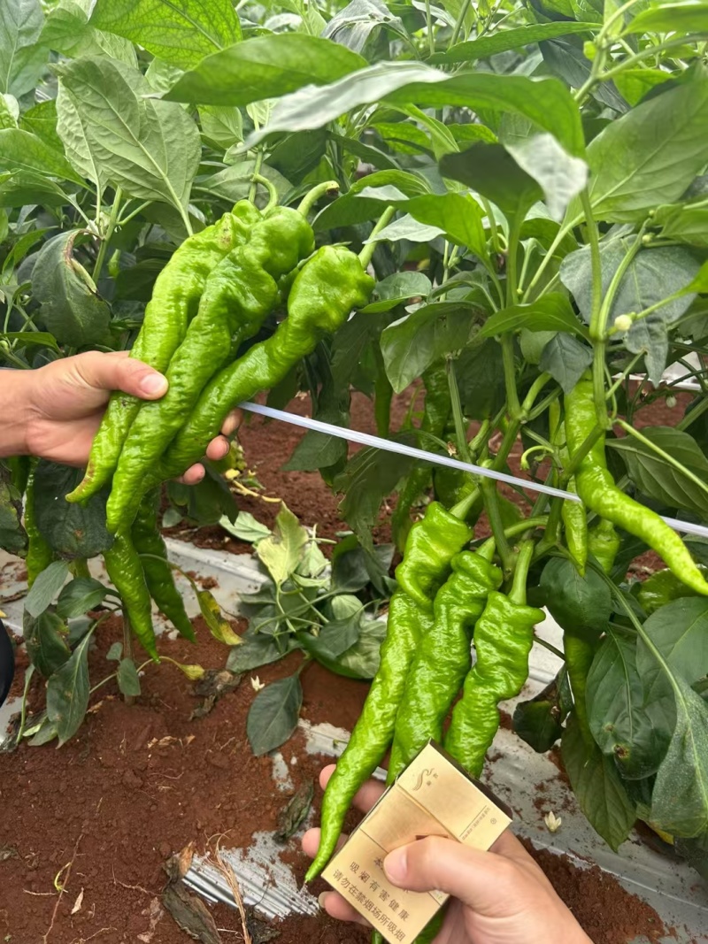 麻面全螺旋螺丝椒