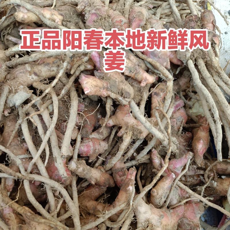 新鲜风姜阳春本地农户自种大量供应