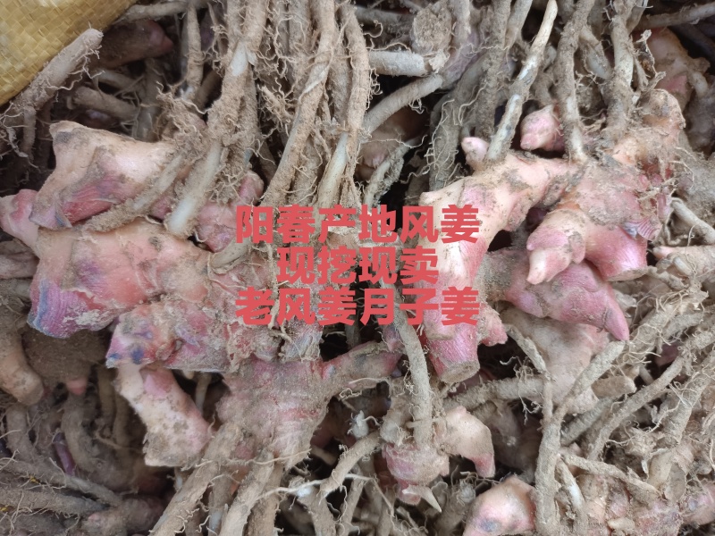 新鲜风姜阳春本地农户自种大量供应