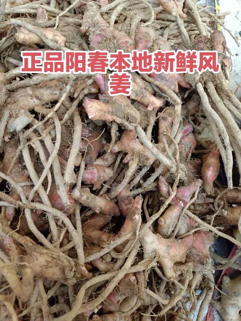 新鲜风姜阳春本地农户自种大量供应