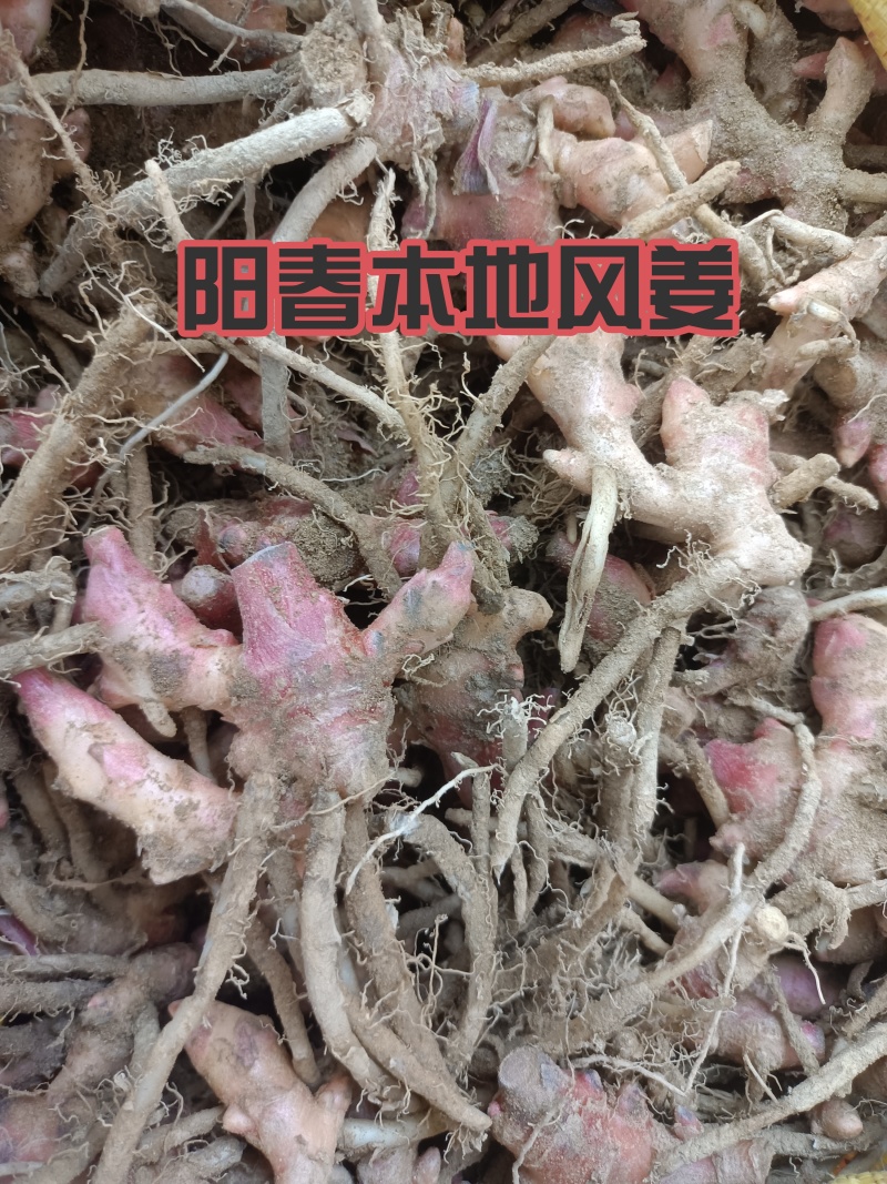 新鲜风姜阳春本地农户自种大量供应