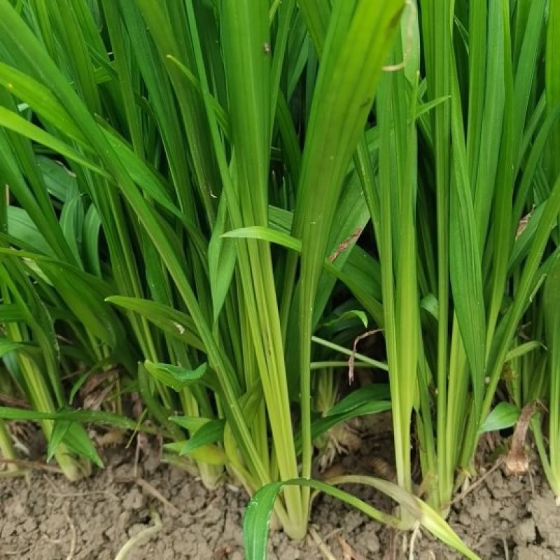 吉祥草基地供应全国直销规格齐全欢迎各大老板采购