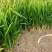 吉祥草基地供应全国直销规格齐全欢迎各大老板采购