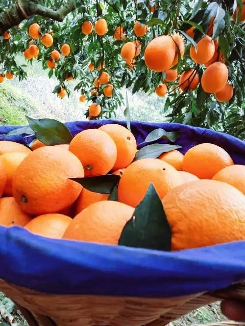 《实力精选》橙子，夏橙个大皮薄肉厚化渣对接各需求