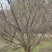 成都山杏树10公分12公分15公分