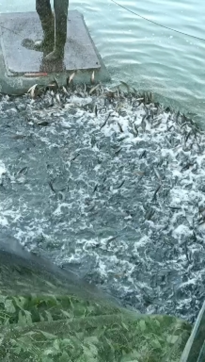 山东济宁微山湖黑鱼淡水鱼成品鱼，鱼苗都有欢迎联系