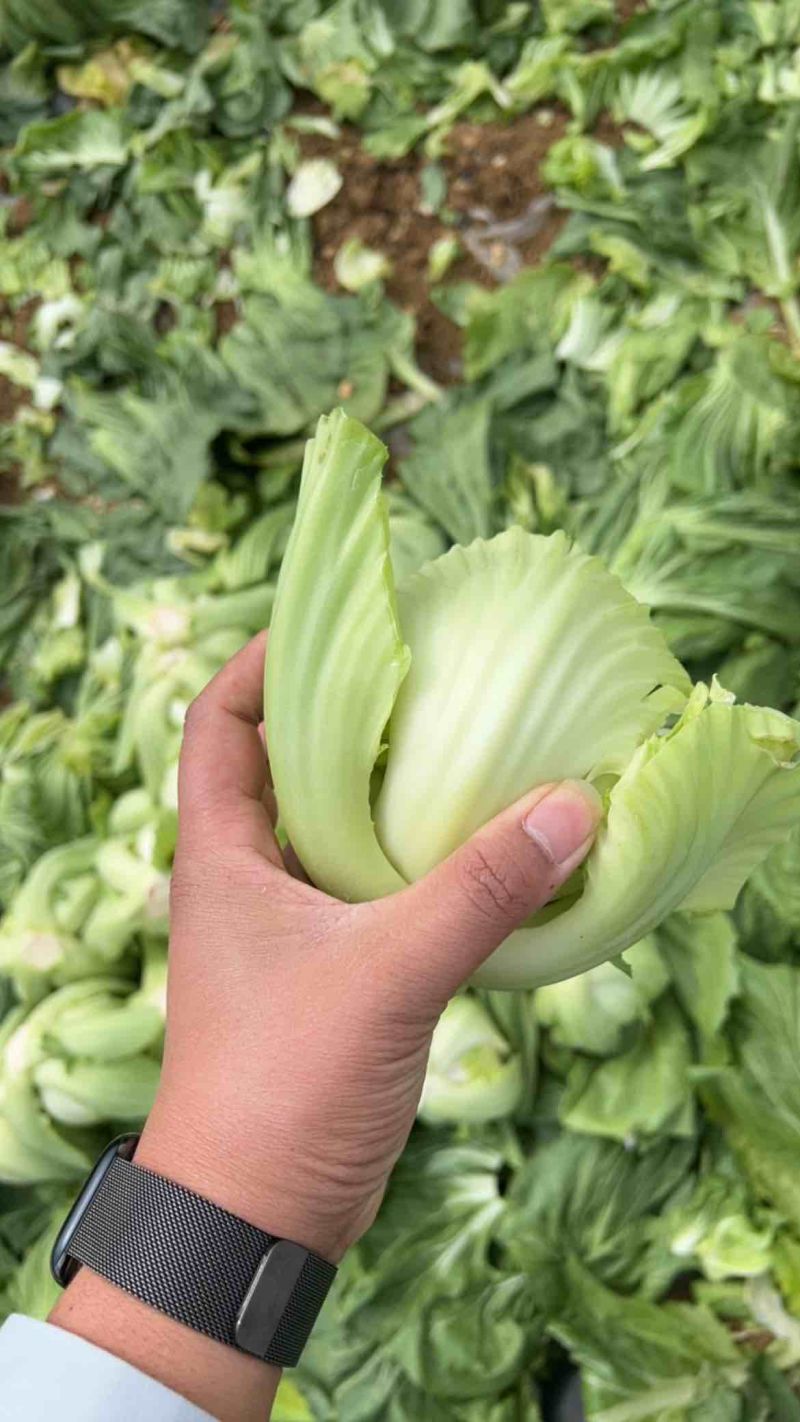 芥菜球芥菜广西芥菜基地
