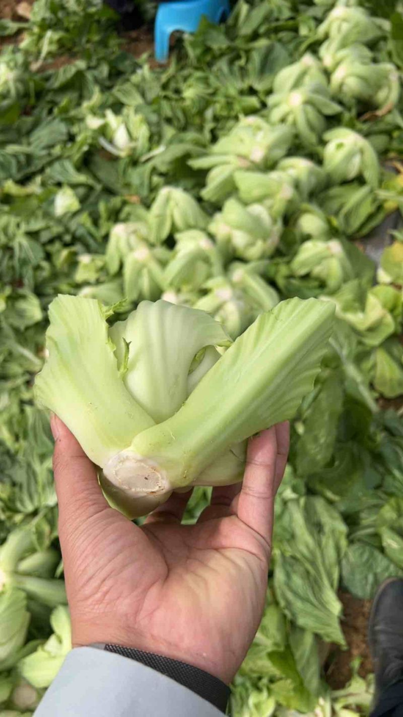 芥菜球芥菜广西芥菜基地