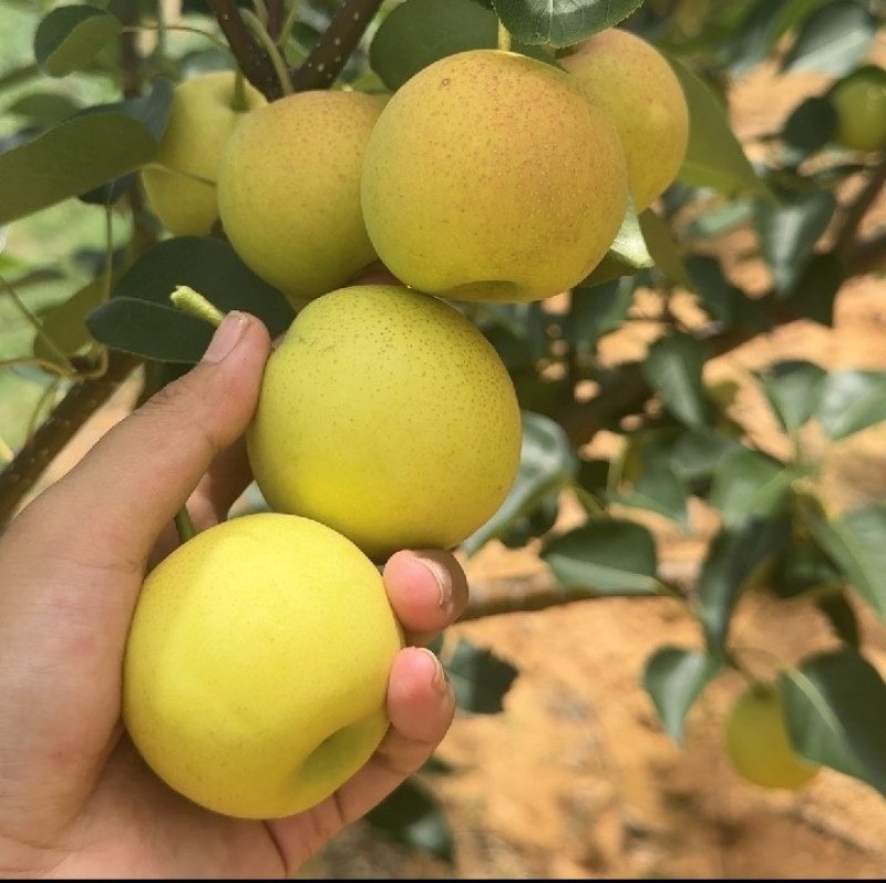 东北香水梨