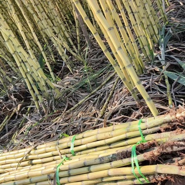 黄皮甘蔗云南黄金甘蔗基地直供，现砍现发，量大从优欢迎电联
