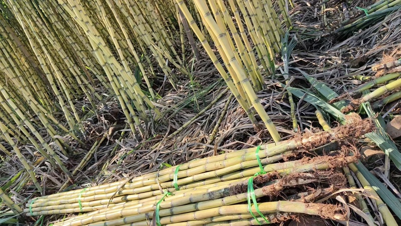 黄皮甘蔗云南黄金甘蔗基地直供，现砍现发，量大从优欢迎电联