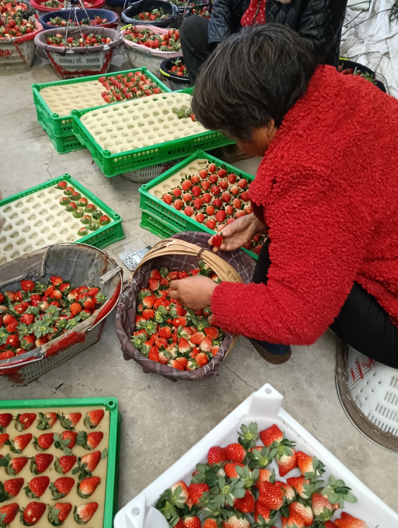精品红颜草莓，万亩草莓基地大量上市了，口感好，耐运输，
