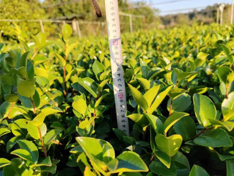 茶梅苗大杯基地供应量大质优价格优惠欢迎咨询采购