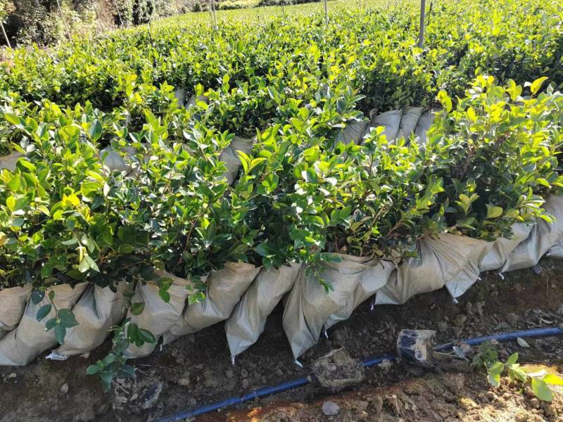 茶梅苗大杯基地供应量大质优价格优惠欢迎咨询采购