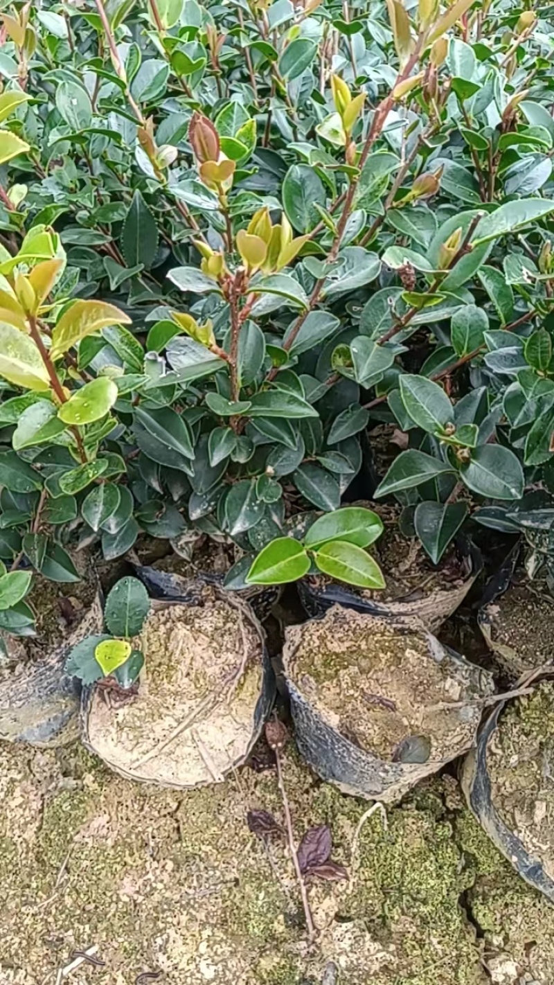 茶梅苗大杯基地供应量大质优价格优惠欢迎咨询采购