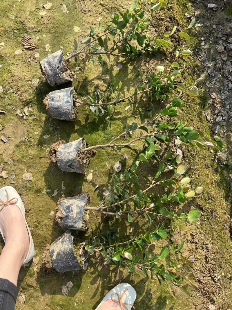 茶梅苗大杯基地供应量大质优价格优惠欢迎咨询采购