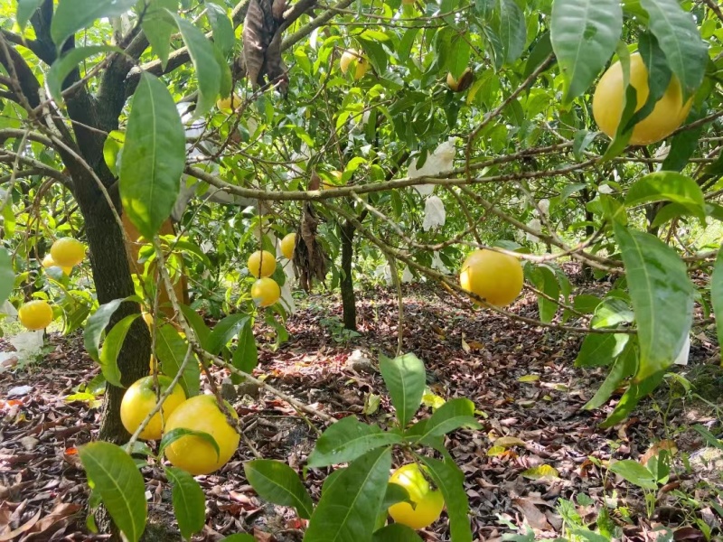 黄晶果