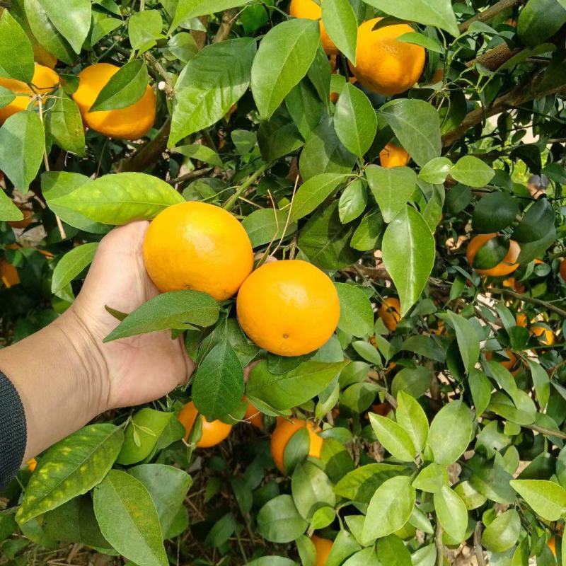 沃柑
