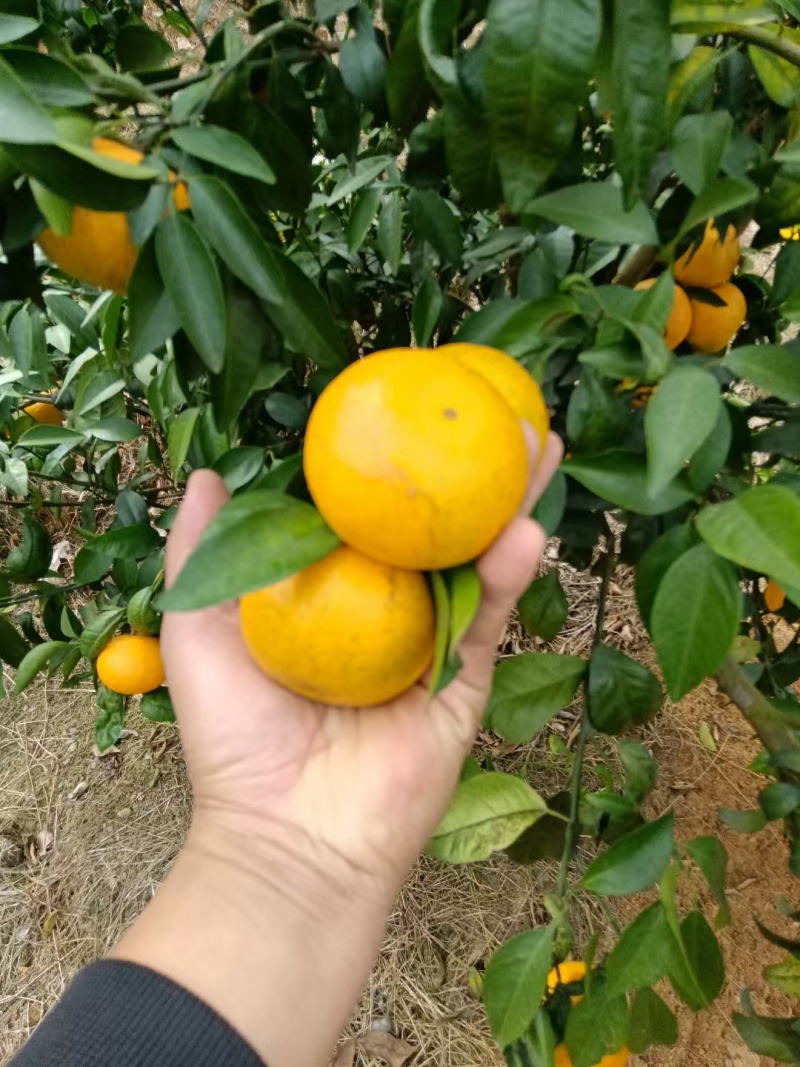 沃柑