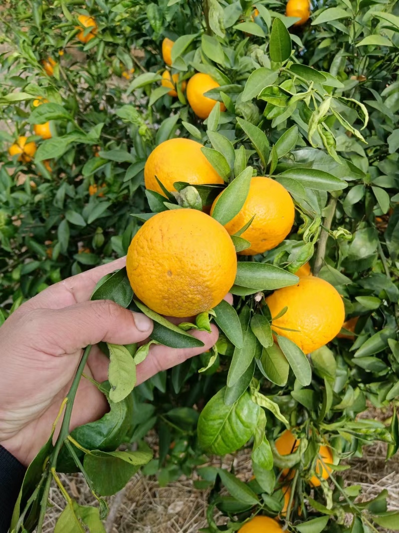 沃柑