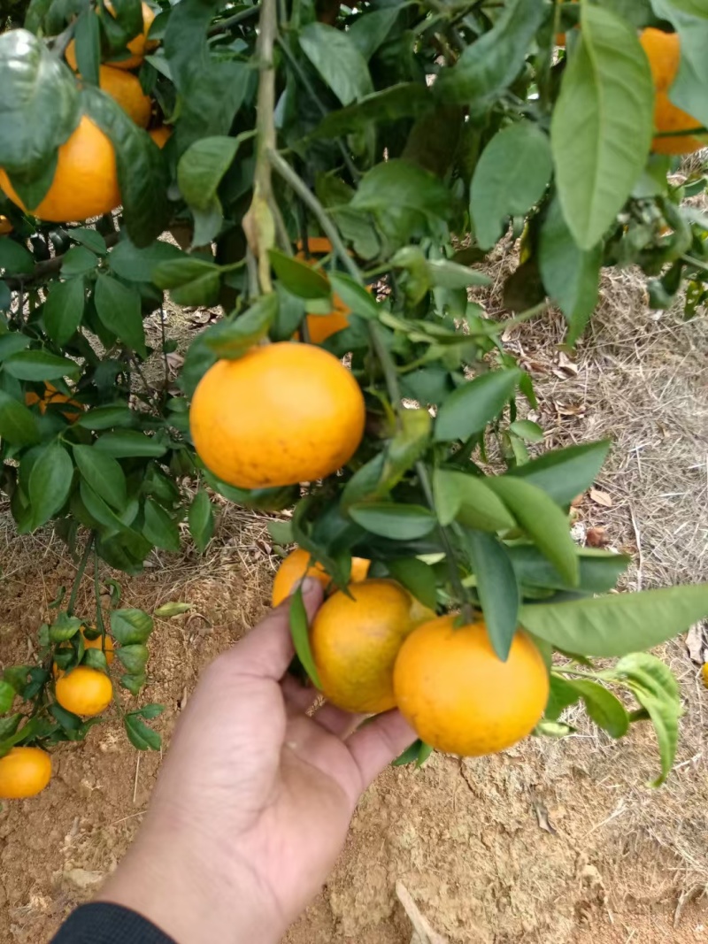 沃柑