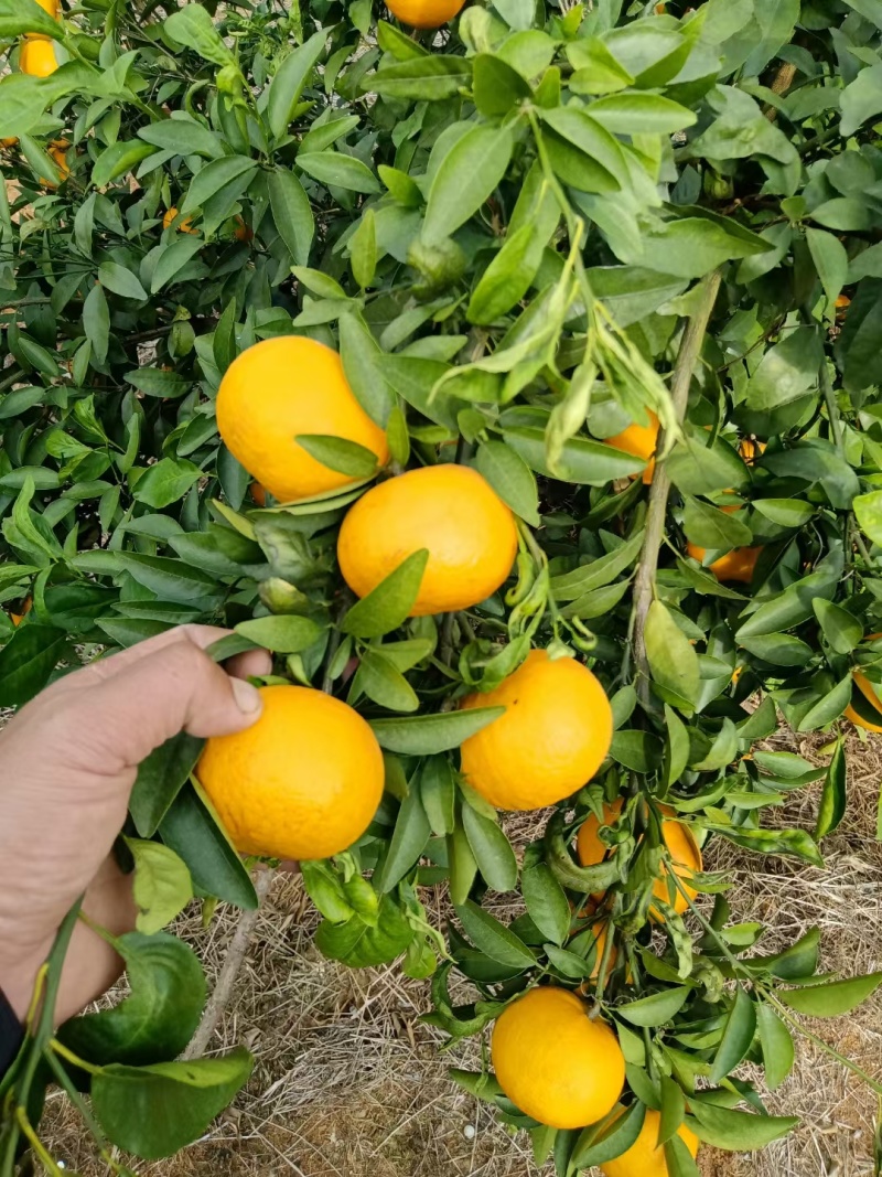 沃柑