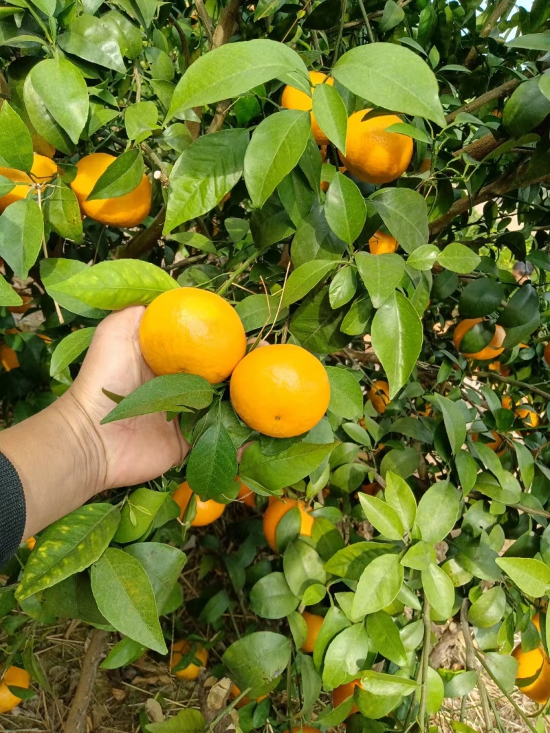 沃柑