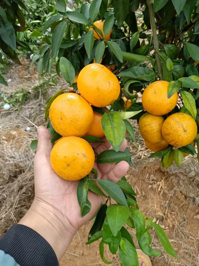 沃柑