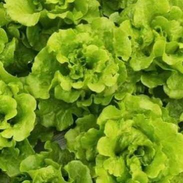 生菜