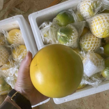 黄晶果