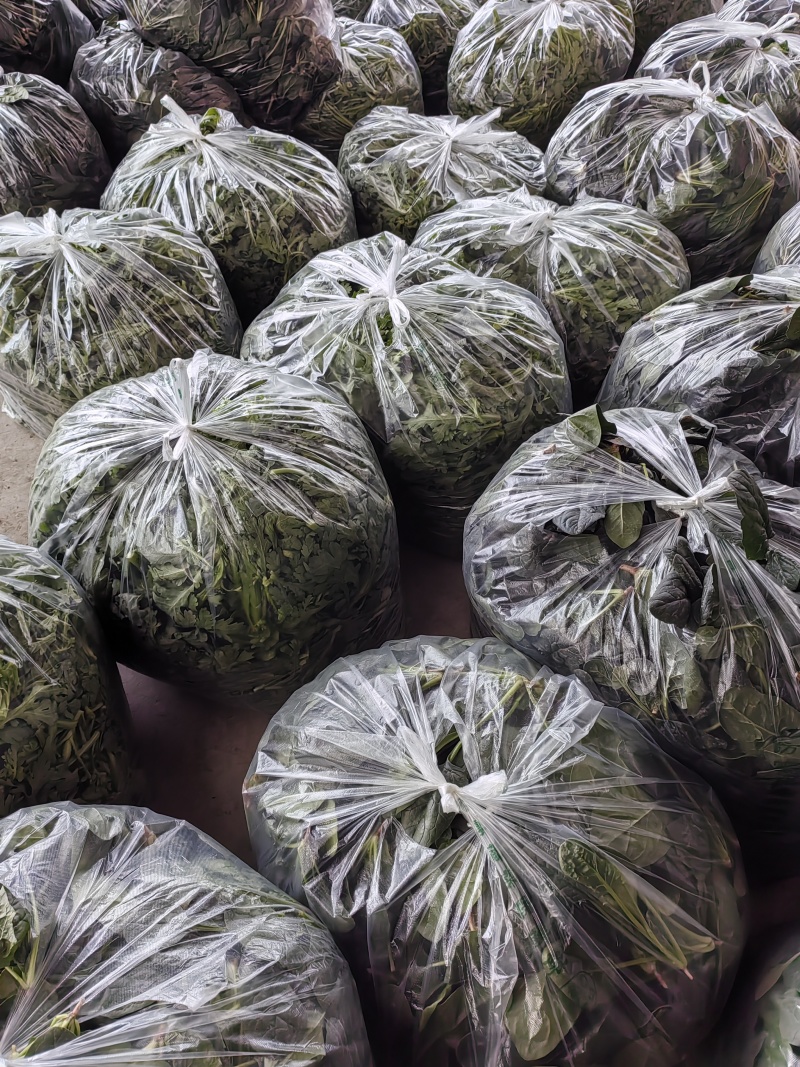 菠菜，本地尖叶菠菜，圆叶菠菜。大量上市，货源充足。