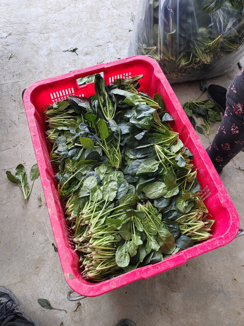 菠菜，本地尖叶菠菜，圆叶菠菜。大量上市，货源充足。