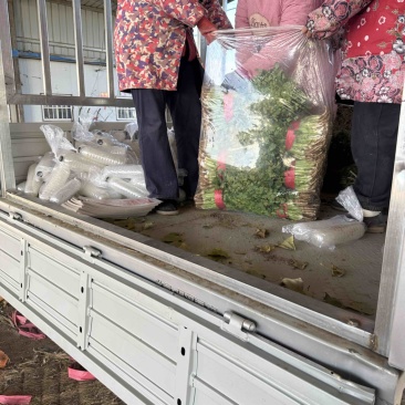 聊城电商香菜价格超低