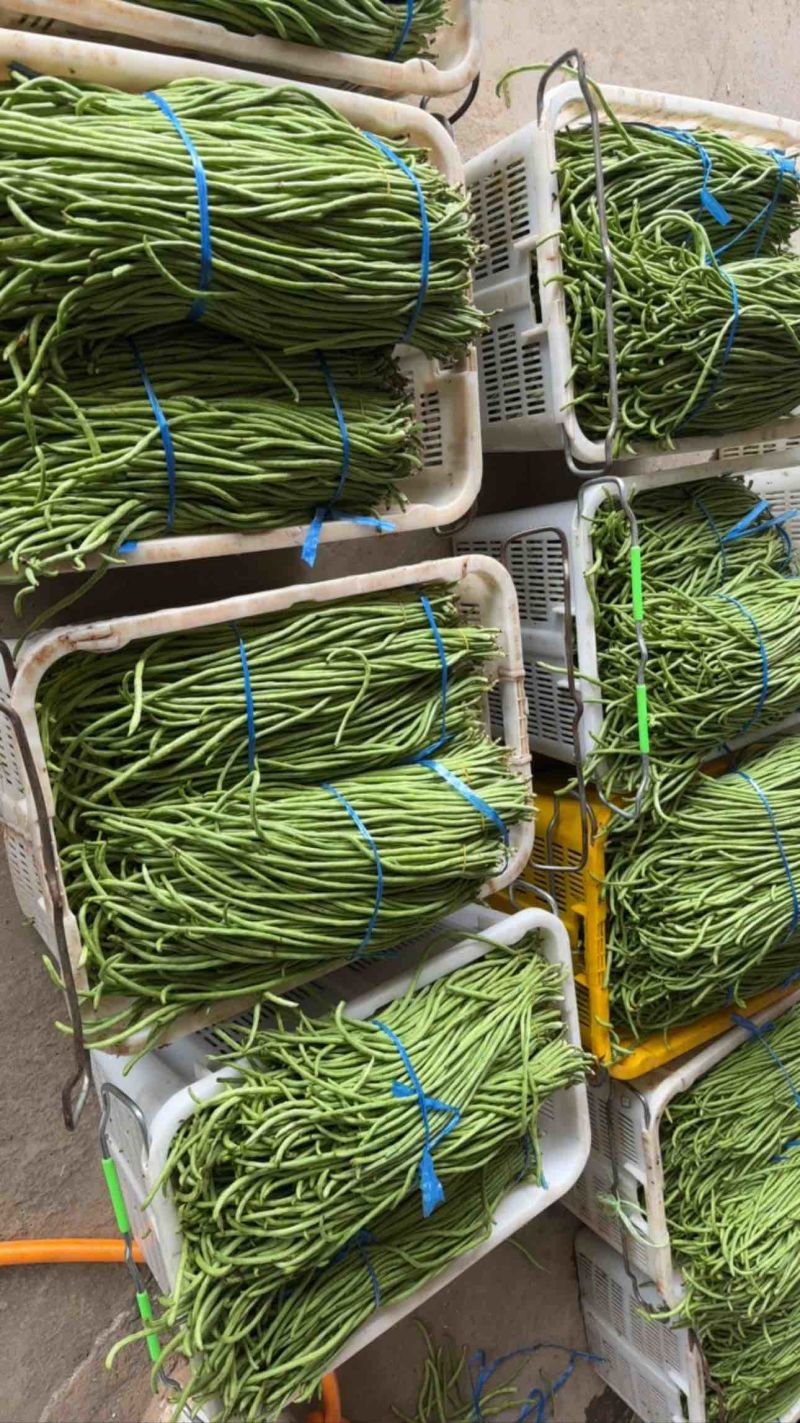 细条豇豆新鲜大量上市原产地直销，没有中间商全球发货