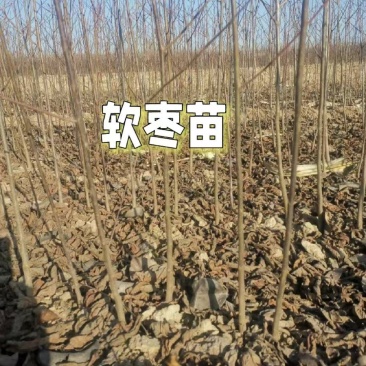 软枣苗柿子苗实生苗嫁接柿子苗用