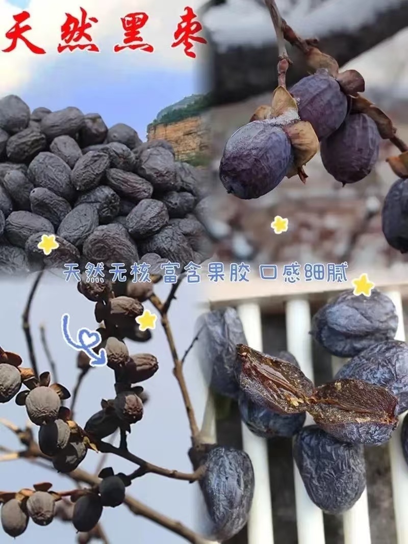 软枣苗柿子苗实生苗嫁接柿子苗用