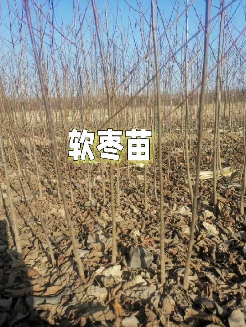 软枣苗柿子苗实生苗嫁接柿子苗用