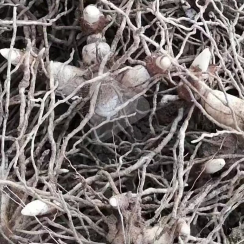 白芨块茎苗