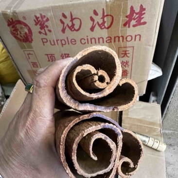 紫油桂