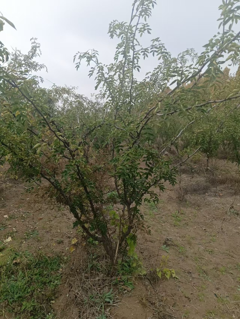花椒树大红袍花椒树苗定植大红袍花椒树苗