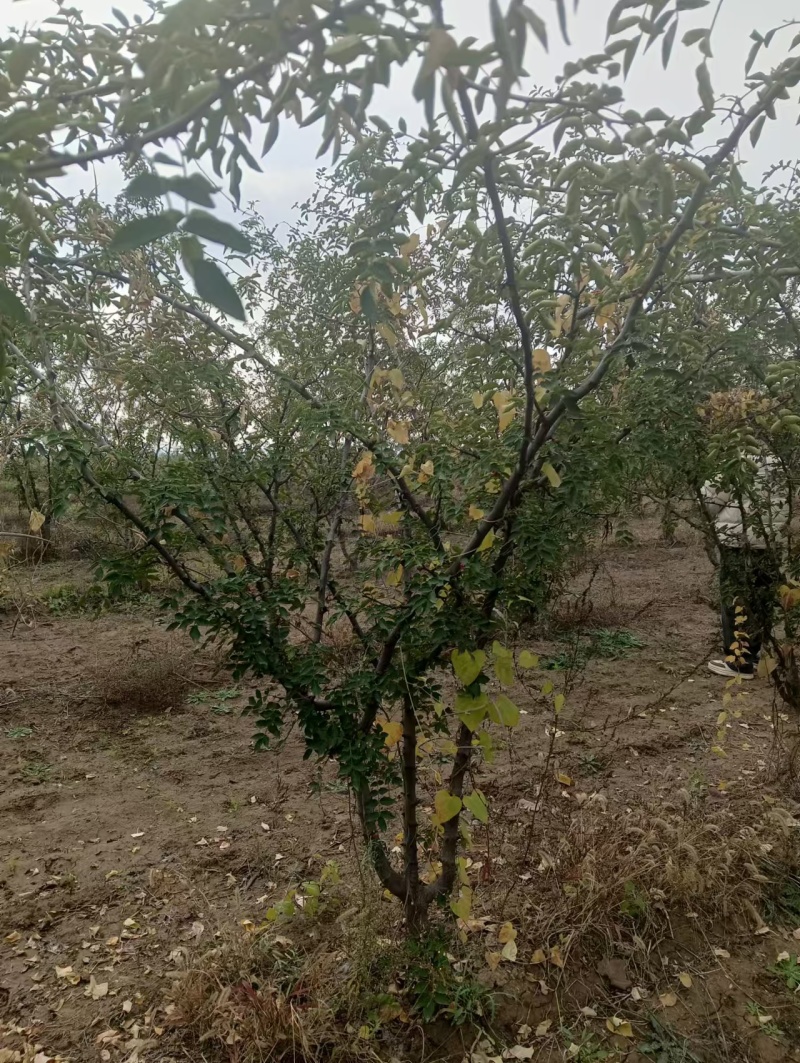 花椒树大红袍花椒树苗定植大红袍花椒树苗
