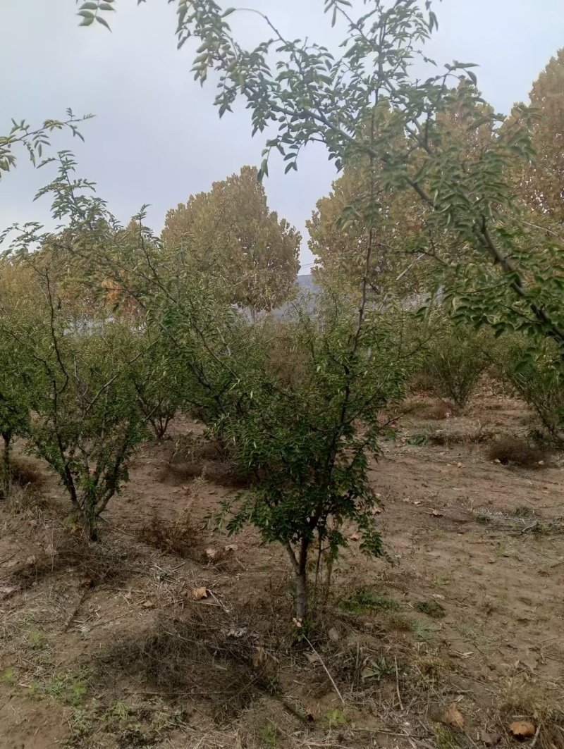 花椒树大红袍花椒树苗定植大红袍花椒树苗