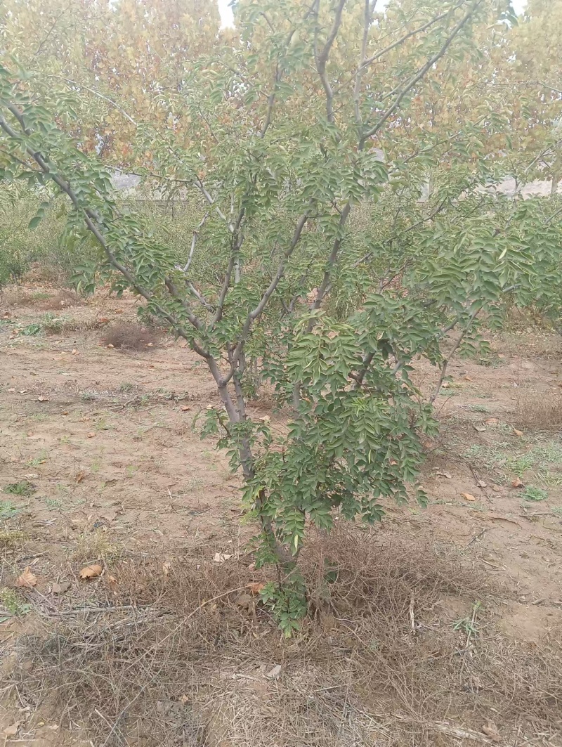 花椒树大红袍花椒树苗定植大红袍花椒树苗