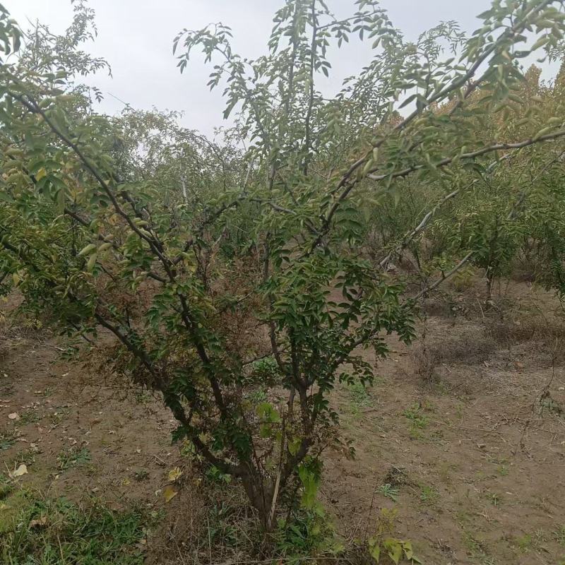 花椒树大红袍花椒树苗定植大红袍花椒树苗
