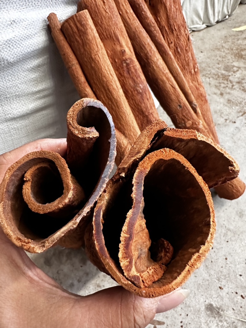 紫油桂